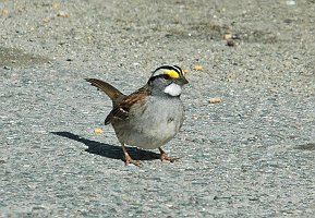 Sparrow, White-throated, 2006-04300851 Parker River NWR, MA